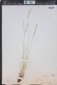 Festuca idahoensis image