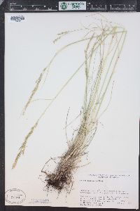 Festuca idahoensis image