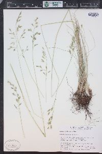 Festuca idahoensis image