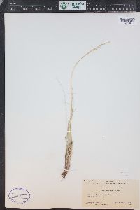 Festuca idahoensis image