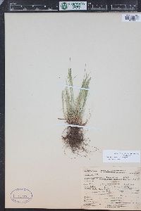 Festuca minutiflora image