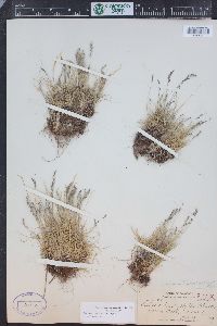 Festuca minutiflora image