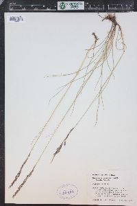 Festuca rubra image