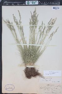 Festuca saximontana image