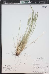 Festuca saximontana image