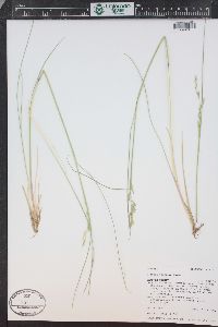 Festuca thurberi image