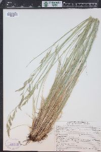 Festuca thurberi image