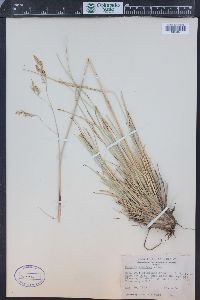 Festuca thurberi image