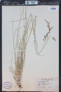 Festuca thurberi image