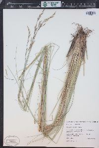 Festuca thurberi image