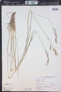 Festuca thurberi image