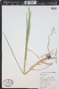 Glyceria grandis image