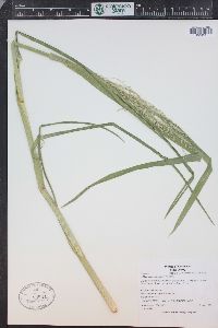 Glyceria grandis image