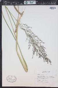 Glyceria grandis image