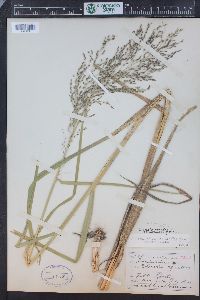 Glyceria grandis image