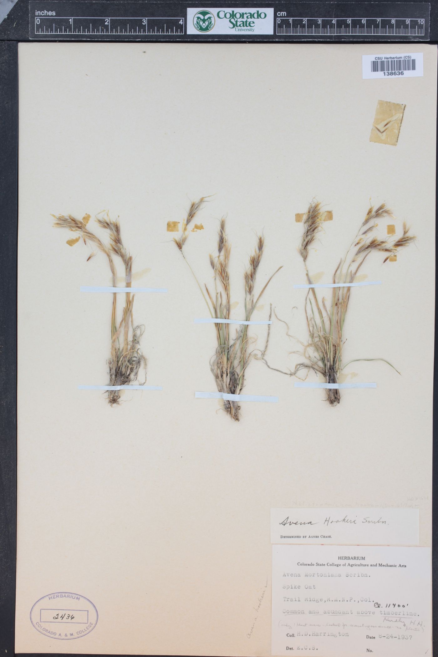 Avenula hookeri image