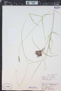 Hordeum brachyantherum image