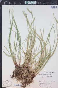 Hordeum brachyantherum image