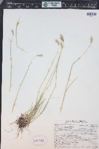 Hordeum brachyantherum image