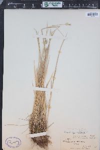 Hordeum brachyantherum image