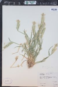 Hordeum murinum subsp. glaucum image