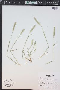 Hordeum pusillum image