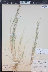 Diplachne fusca subsp. fascicularis image