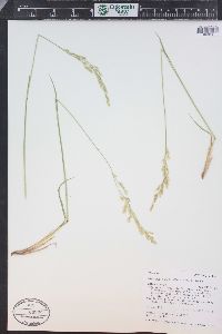 Leucopoa kingii image