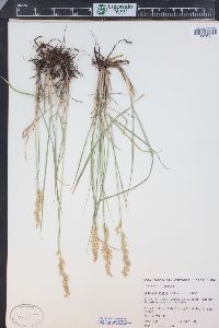 Leucopoa kingii image