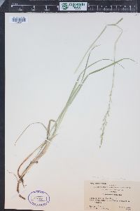 Leucopoa kingii image