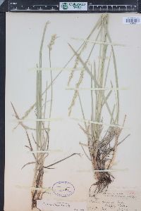 Leucopoa kingii image