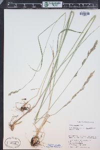 Melica californica image