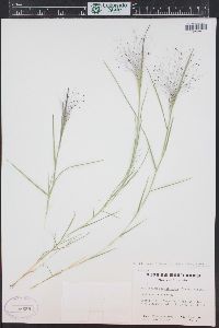 Muhlenbergia asperifolia image