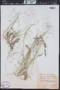 Muhlenbergia asperifolia image