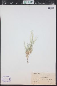 Muhlenbergia asperifolia image