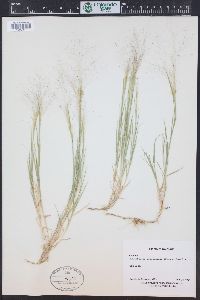 Muhlenbergia asperifolia image