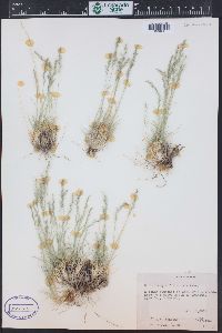 Muhlenbergia thurberi image