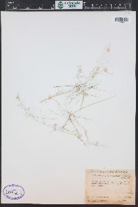 Muhlenbergia minutissima image