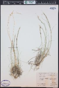 Muhlenbergia montana image