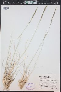 Muhlenbergia montana image