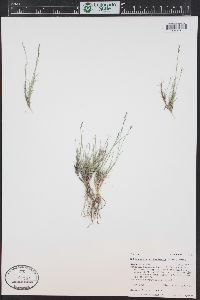 Muhlenbergia richardsonis image