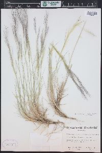 Muhlenbergia pungens image