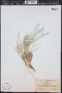 Muhlenbergia pungens image