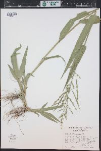 Panicum gymnocarpon image