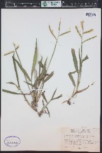 Paspalum pubiflorum image