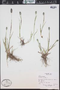 Phleum alpinum image