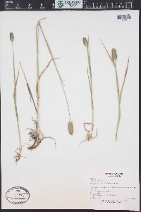 Phleum alpinum image