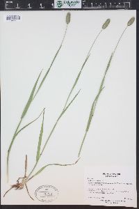 Phleum alpinum image