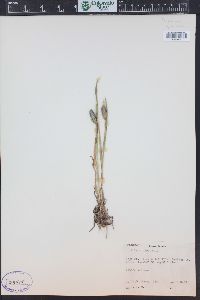 Phleum alpinum image