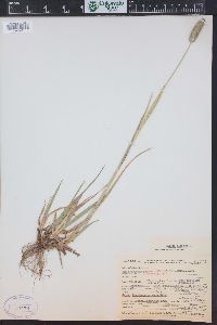 Phleum alpinum image